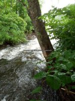 FURNANCE CREEK ONEIDA COUNTY CENTRAL NEW YORK 6-30-2013_00003.JPG