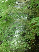 FILMORE bridge 4 to bridge 5_00017.JPG