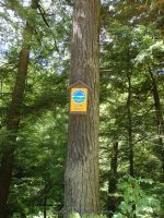 SAINT MARYS FALLS OTSEGO COUNTY CENTRAL NEW YORK 8-23-2014_00001.JPG