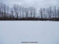 F1 3-6-2013_00002.JPG