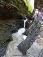 POOL OF NYMPHS in WATKINS GLEN SCHUYLER CENTRAL NEW YORK 8-10-2013_00001.JPG