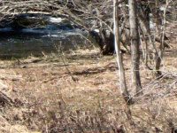 MAD RIVER (Hart Road) ONEIDA COUNTY CENTRAL NEW YORK 4-13-2009_00004.jpg
