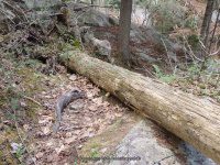 GRIFFEN TRAIL AND PARKING 5-10-2015_00008.JPG