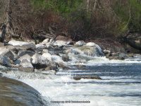 Fulton Lock 3 Dam and Falls 4-20-2010_00007.JPG