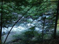 Lewis Soft Maple Scenic Overlook Falls 6-24-2016_00005.JPG