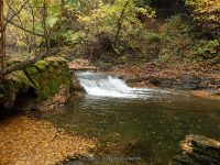 3-SAW MILL SITE 10-2-2014_00002.JPG