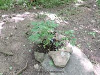 THREE FALLS WOODS TRAIL ONONADAGA 6-14-2015_00004.JPG