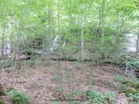THREE FALLS WOODS TRAIL ONONADAGA 6-14-2015_00005.JPG