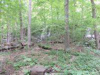 THREE FALLS WOODS TRAIL ONONADAGA 6-14-2015_00006.JPG