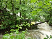Unknown Falls (Sharon Springs)Schoharie Eastern NY 8-22-2014_00001.JPG