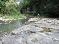 CANASERGA LOWER FALLS LIVINGSTON COUNTY WESTERN NEW YORK 8-11-2013_00006.JPG